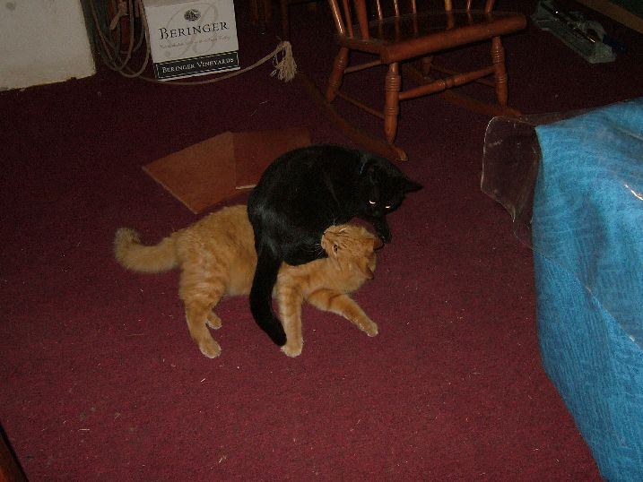 Cats